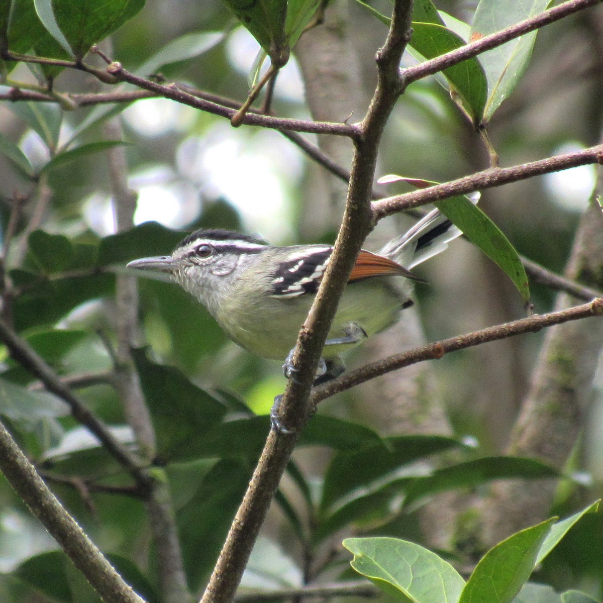 Rusty-winged Antwren - ML637990104