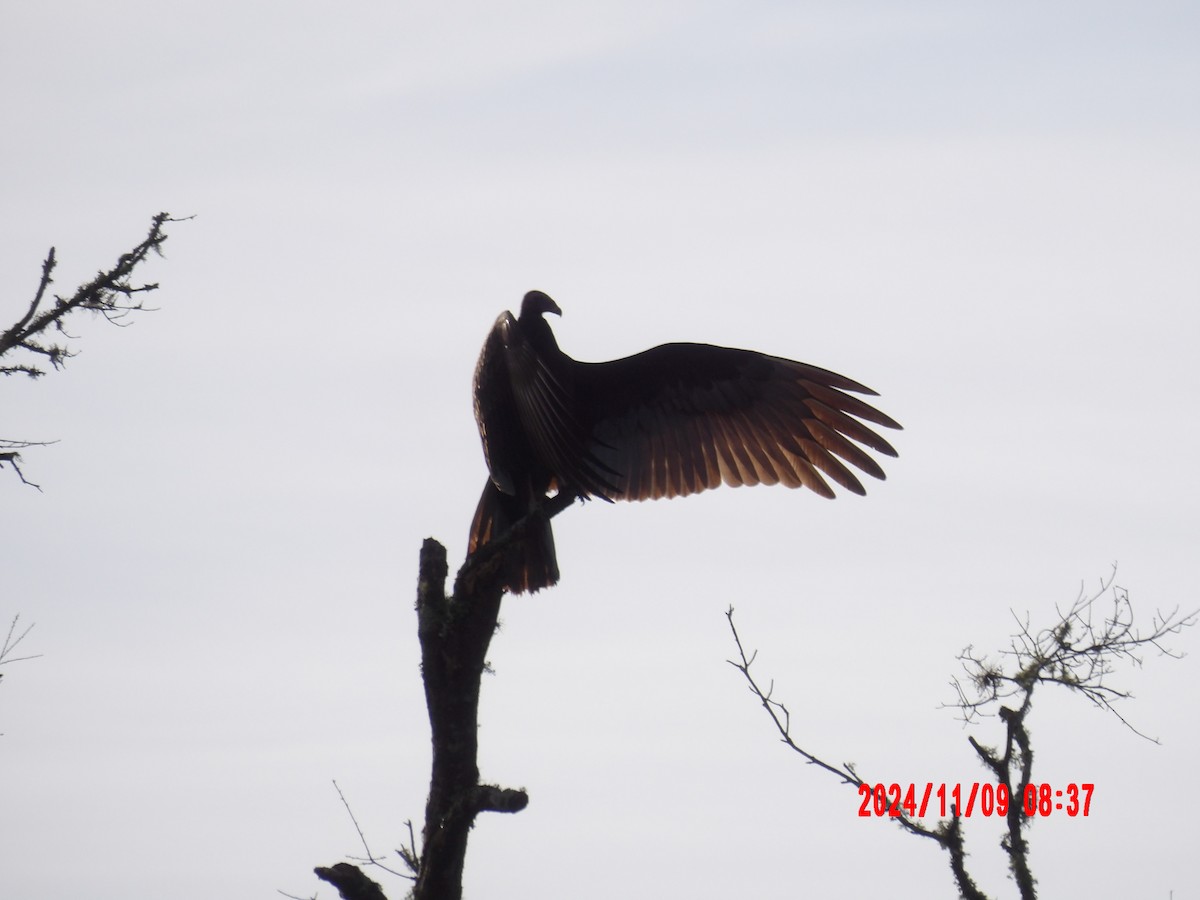 Turkey Vulture - ML637990106