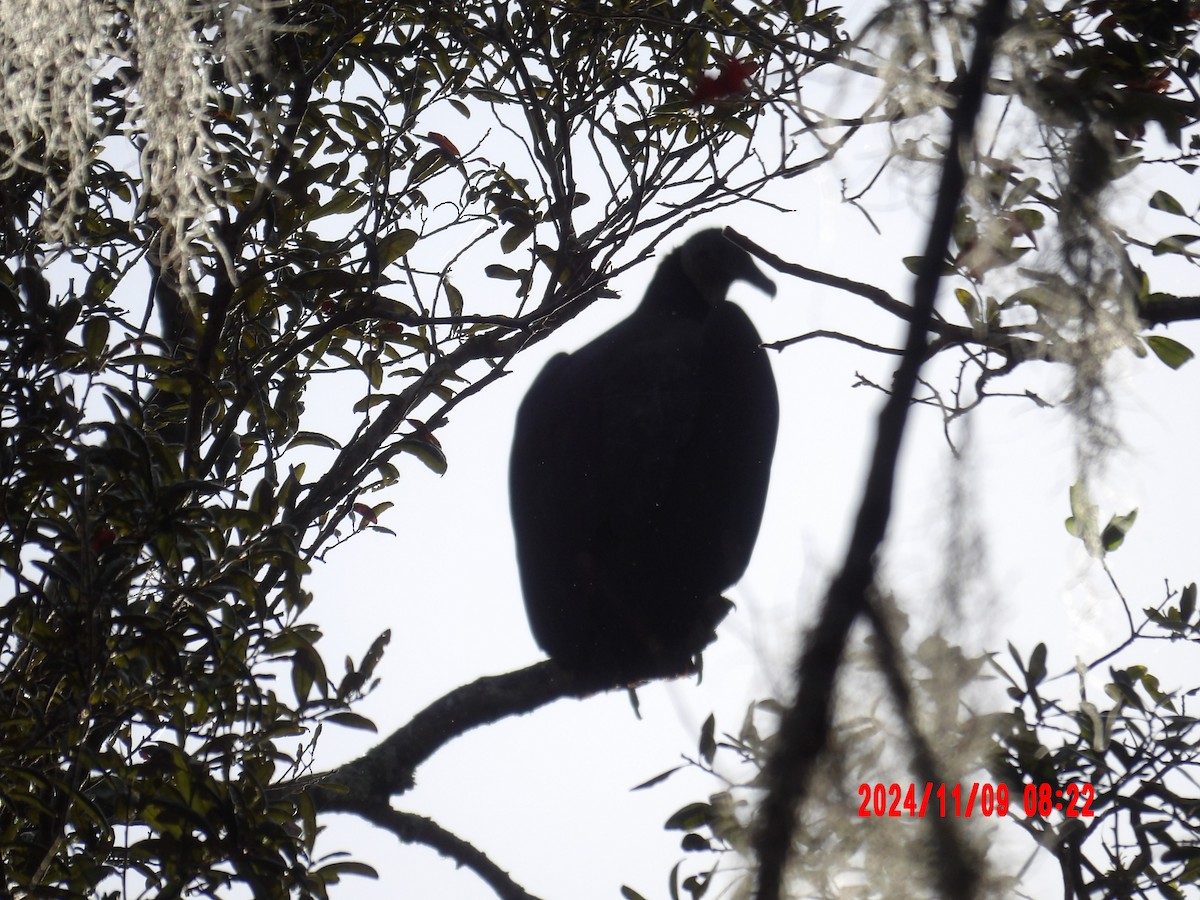 Black Vulture - ML637990119