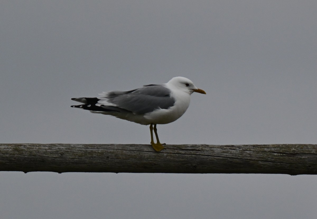Common Gull - ML637990128