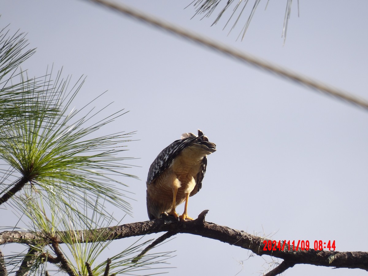 Red-shouldered Hawk - ML637990129