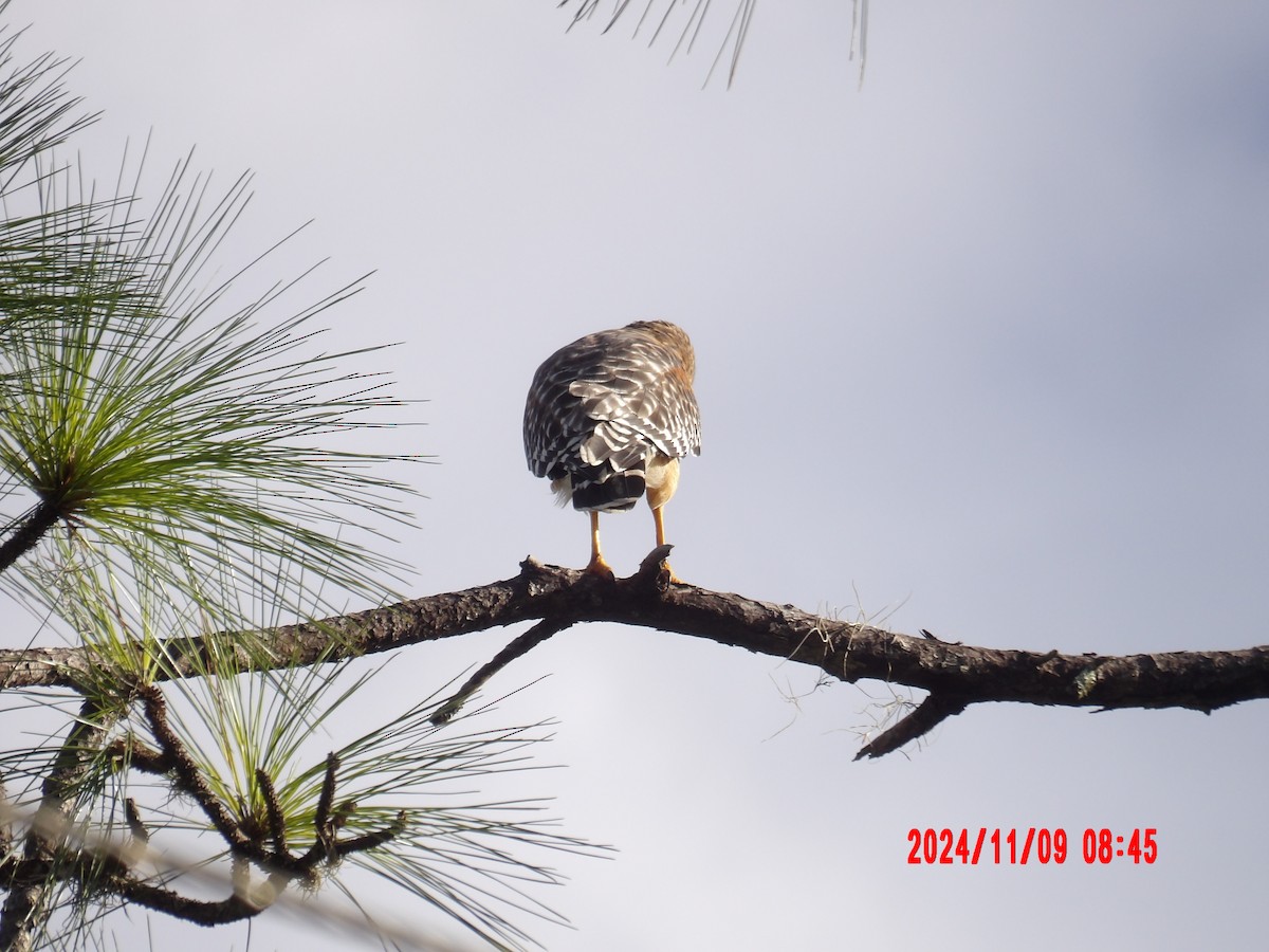 Red-shouldered Hawk - ML637990130