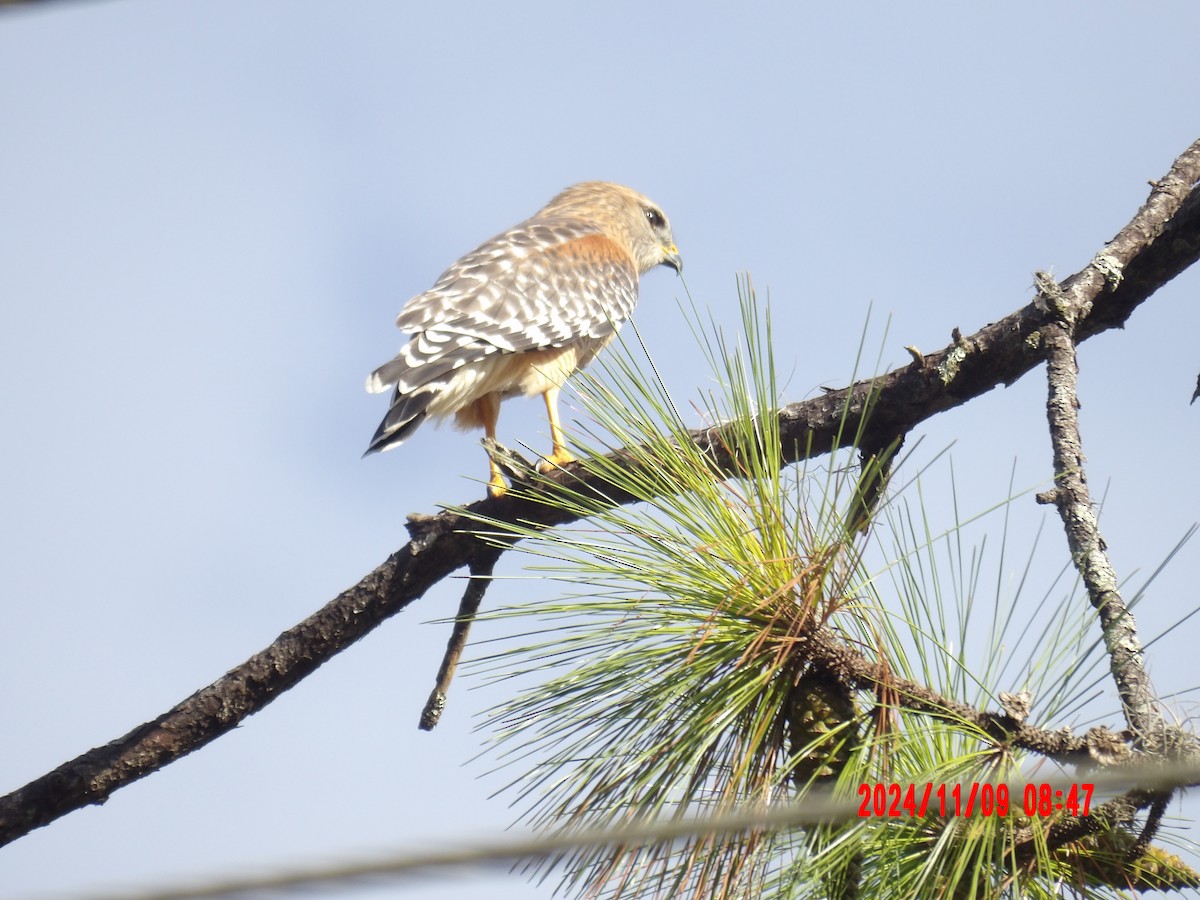 Red-shouldered Hawk - ML637990131