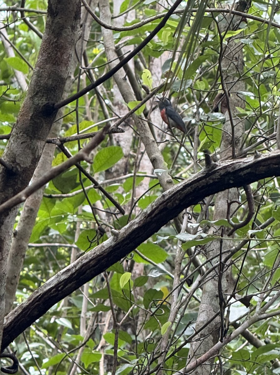 Gray-throated Chat - ML637990150