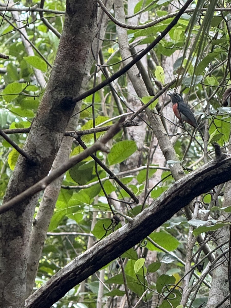 Gray-throated Chat - ML637990151