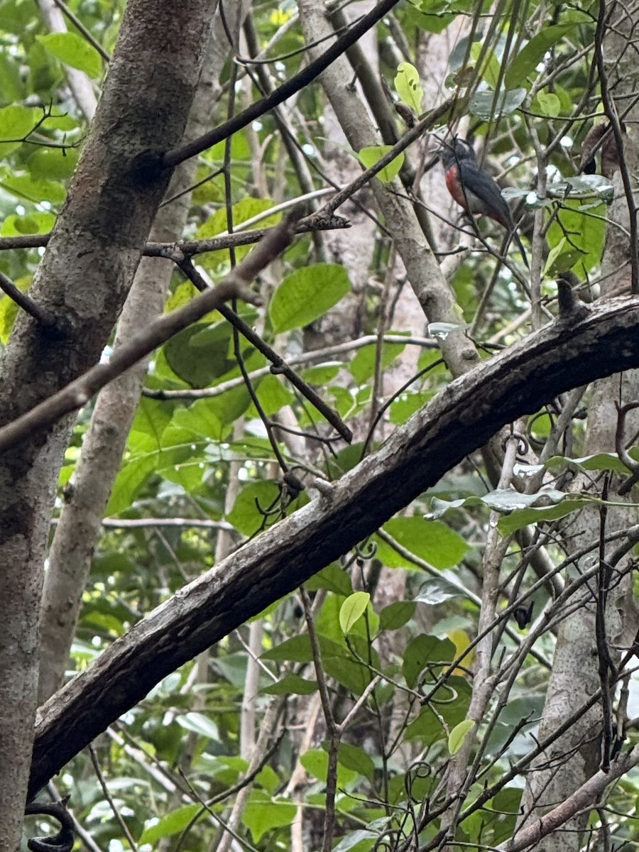 Gray-throated Chat - ML637990152