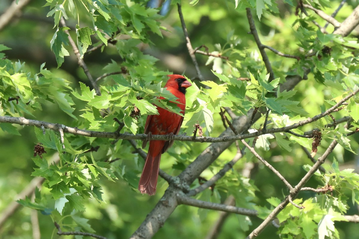 Cardinal rouge - ML637990164