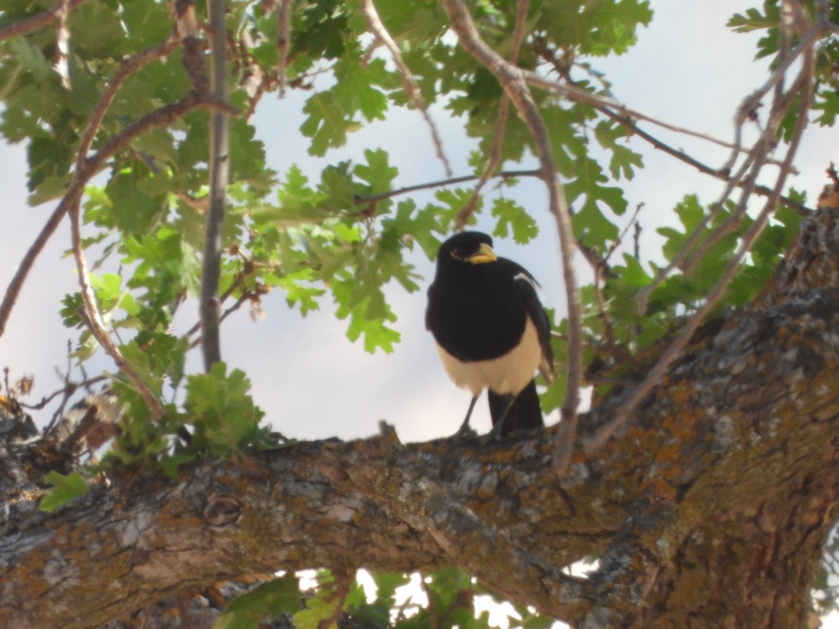Yellow-billed Magpie - ML637990268