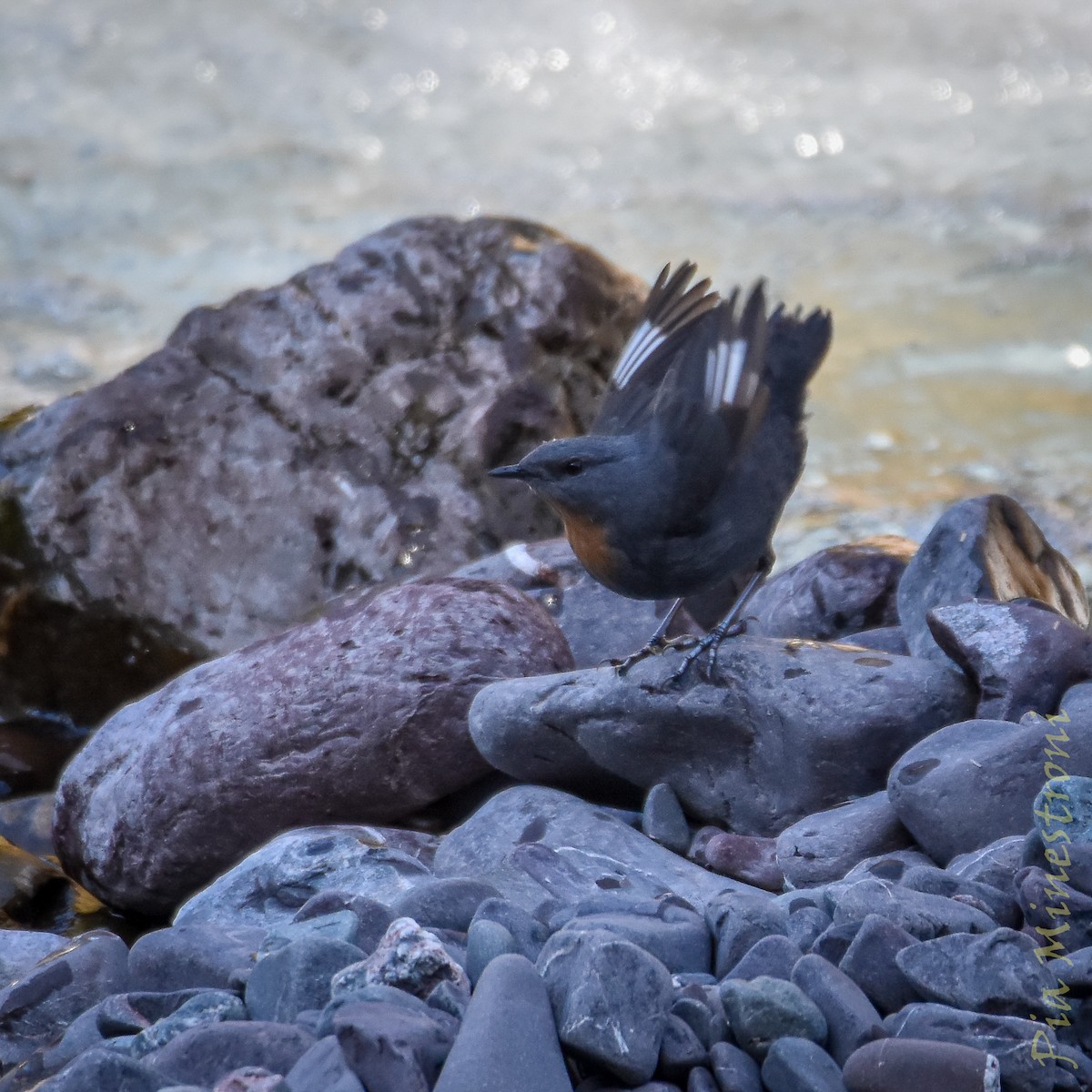 Rufous-throated Dipper - ML637990280