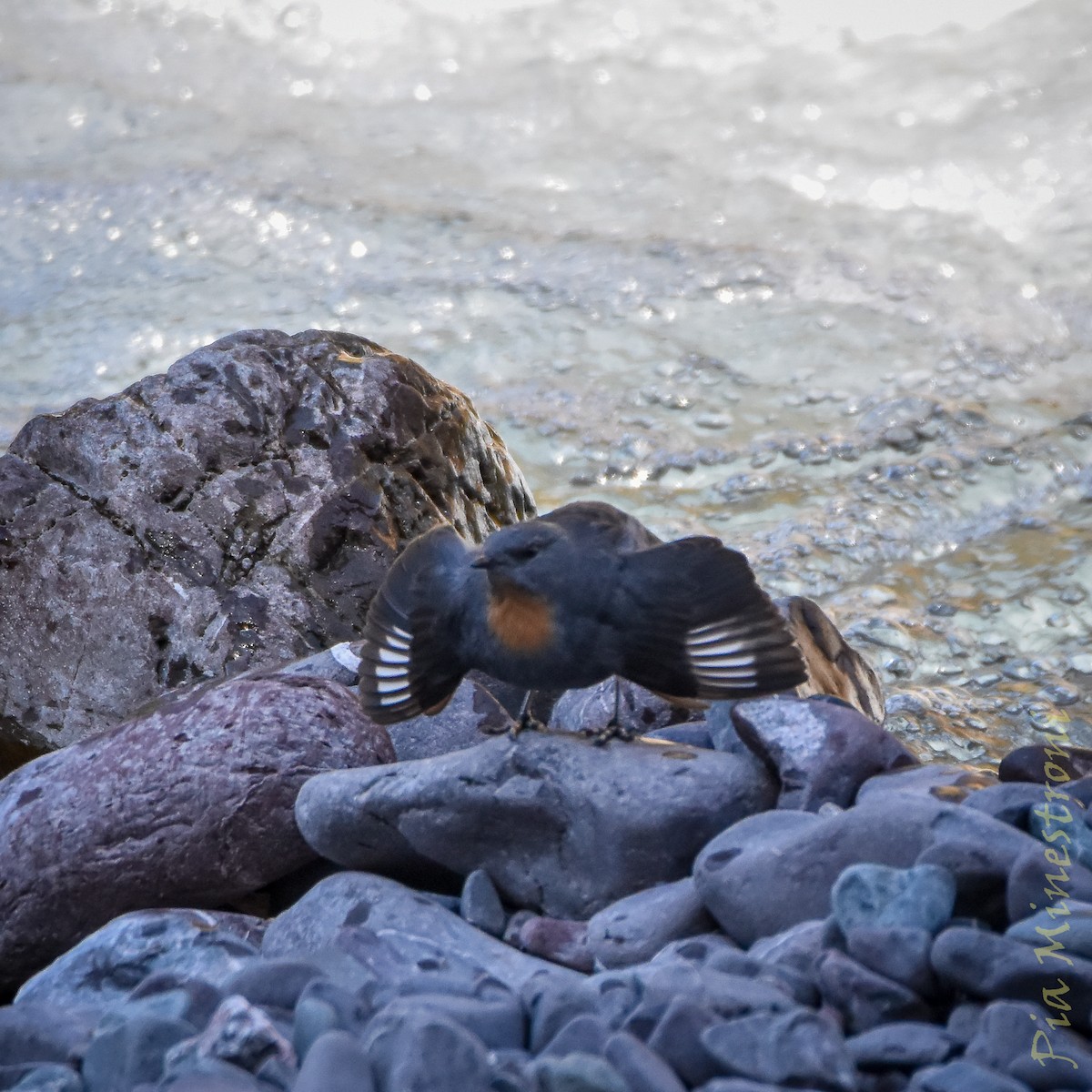 Rufous-throated Dipper - ML637990281