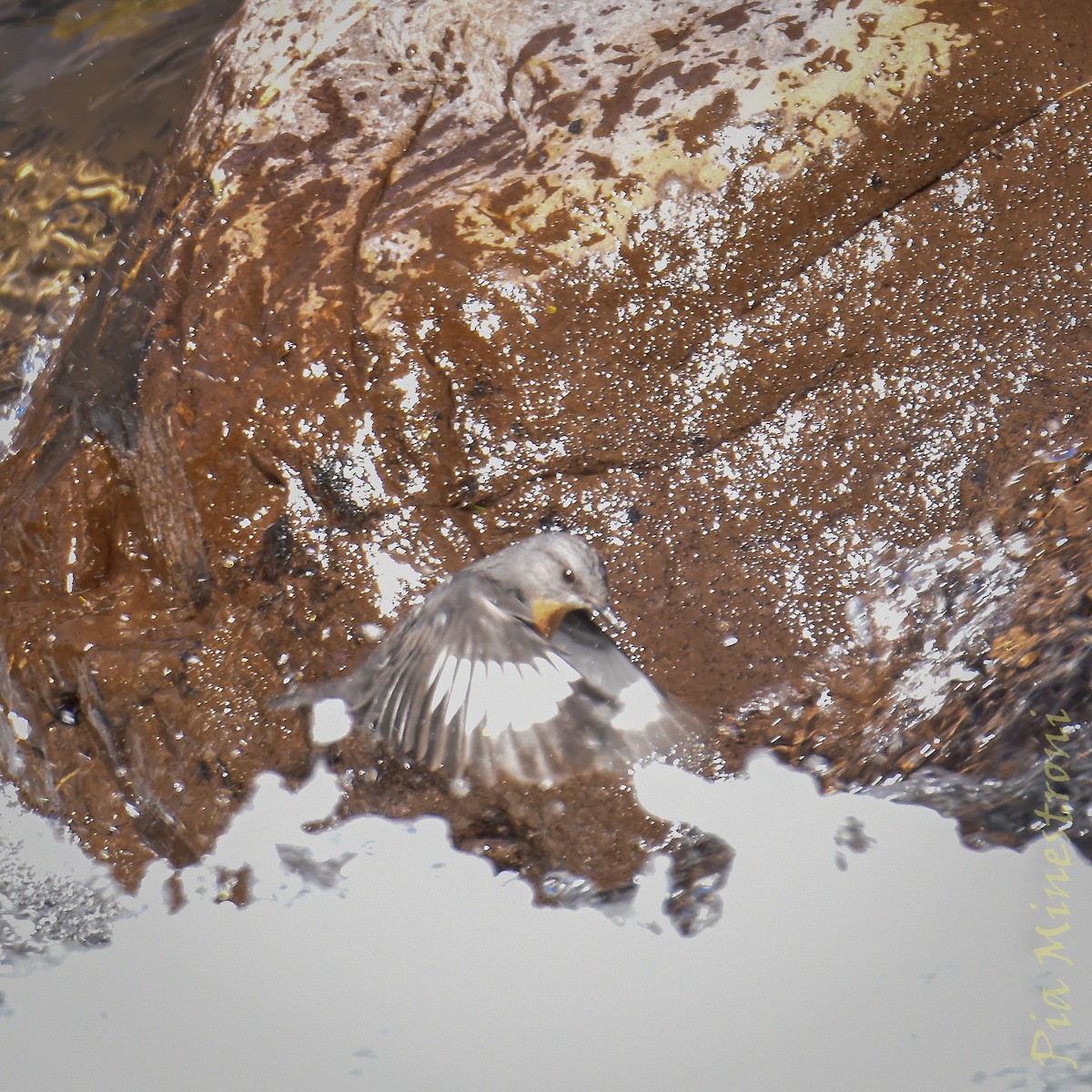 Rufous-throated Dipper - ML637990282