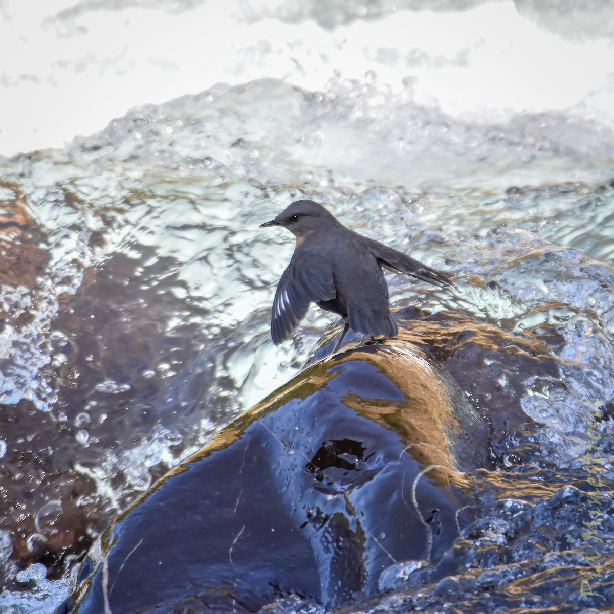 Rufous-throated Dipper - ML637990283