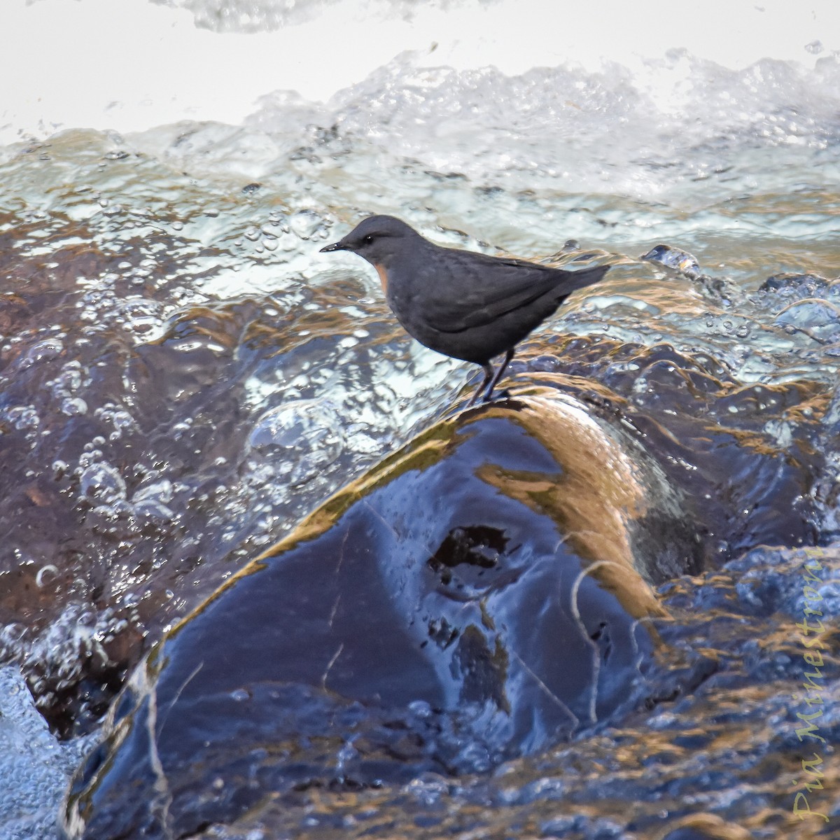 Rufous-throated Dipper - ML637990284