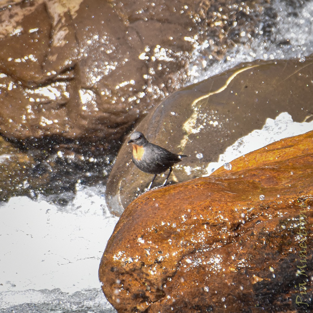 Rufous-throated Dipper - ML637990285