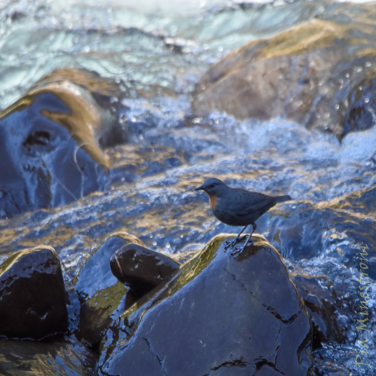 Rufous-throated Dipper - ML637990286