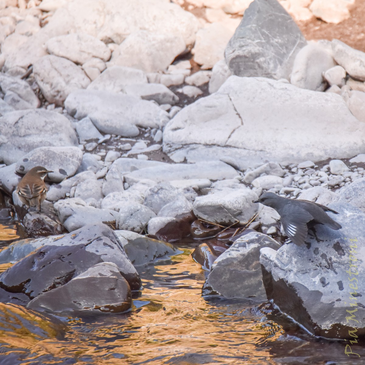 Rufous-throated Dipper - ML637990287