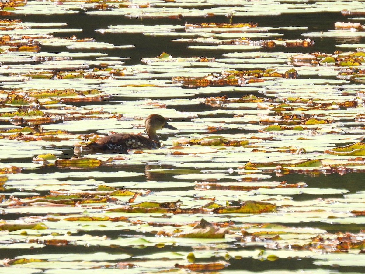 Spotted Whistling-Duck - ML637990351