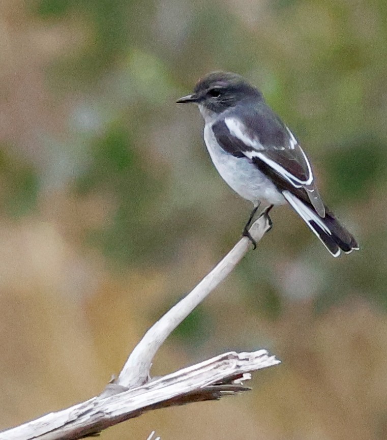 Hooded Robin - ML637990368