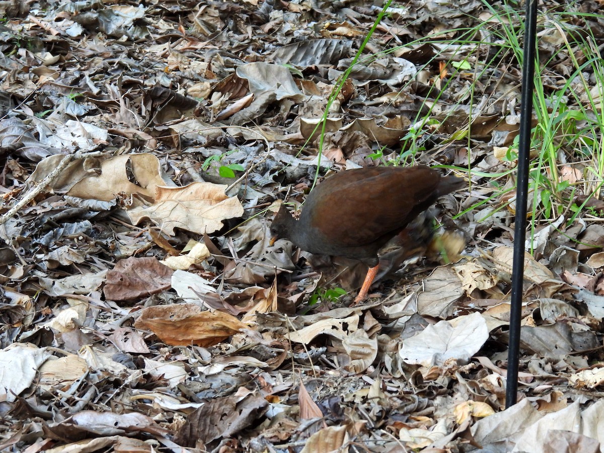 Orange-footed Megapode - ML637990374