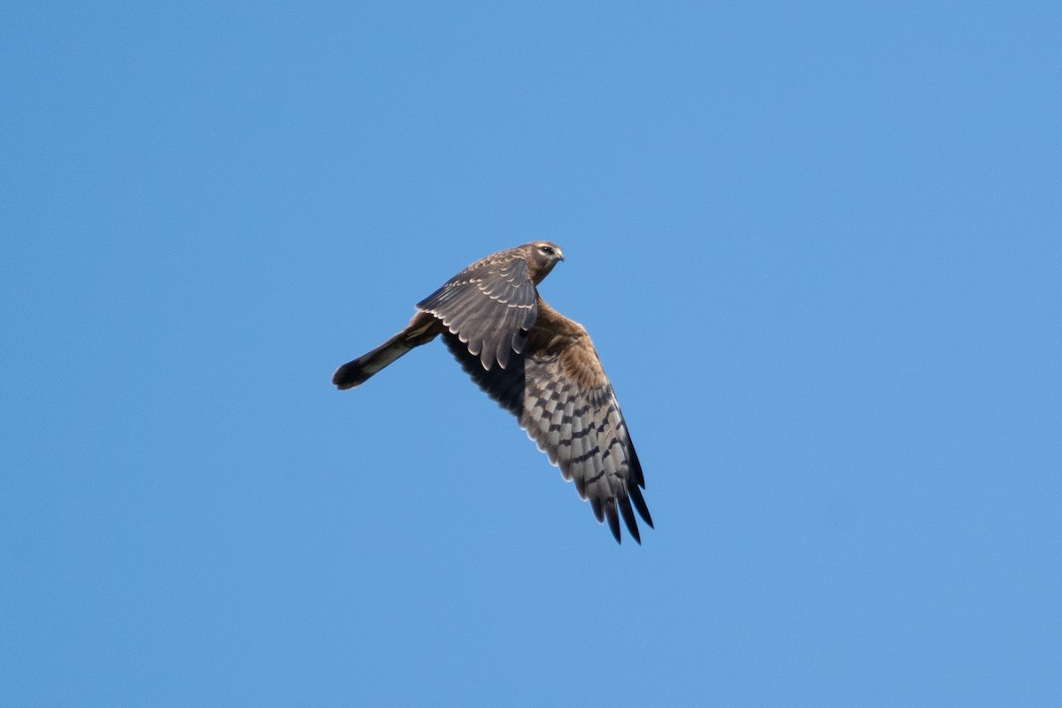 Pallid Harrier - ML637990403