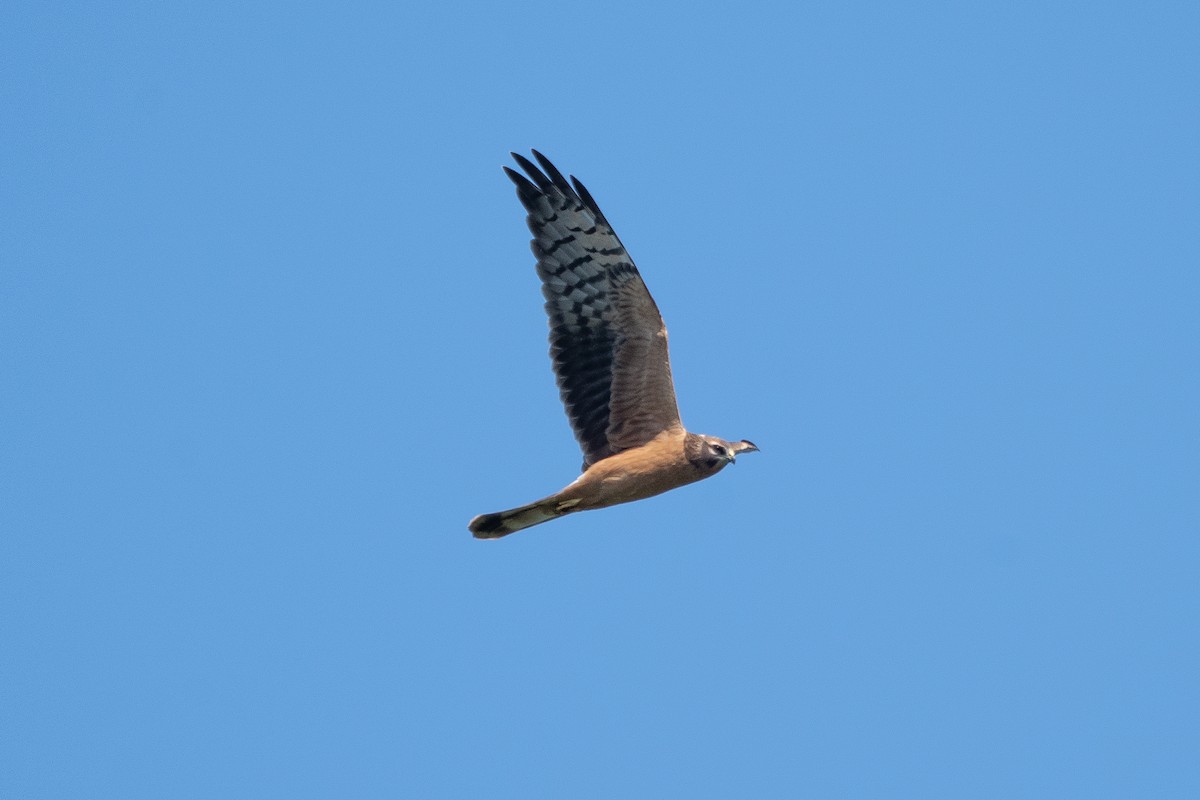 Pallid Harrier - ML637990404