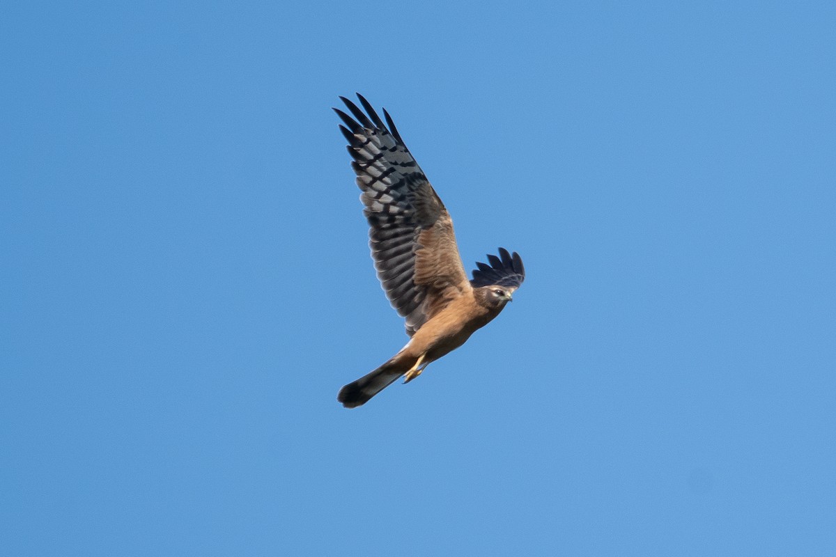 Pallid Harrier - ML637990405