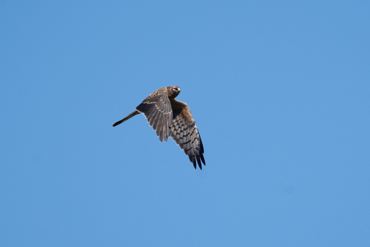 Pallid Harrier - ML637990406