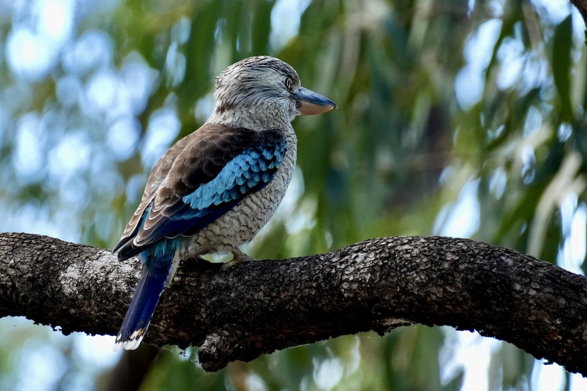 Blue-winged Kookaburra - ML637990429