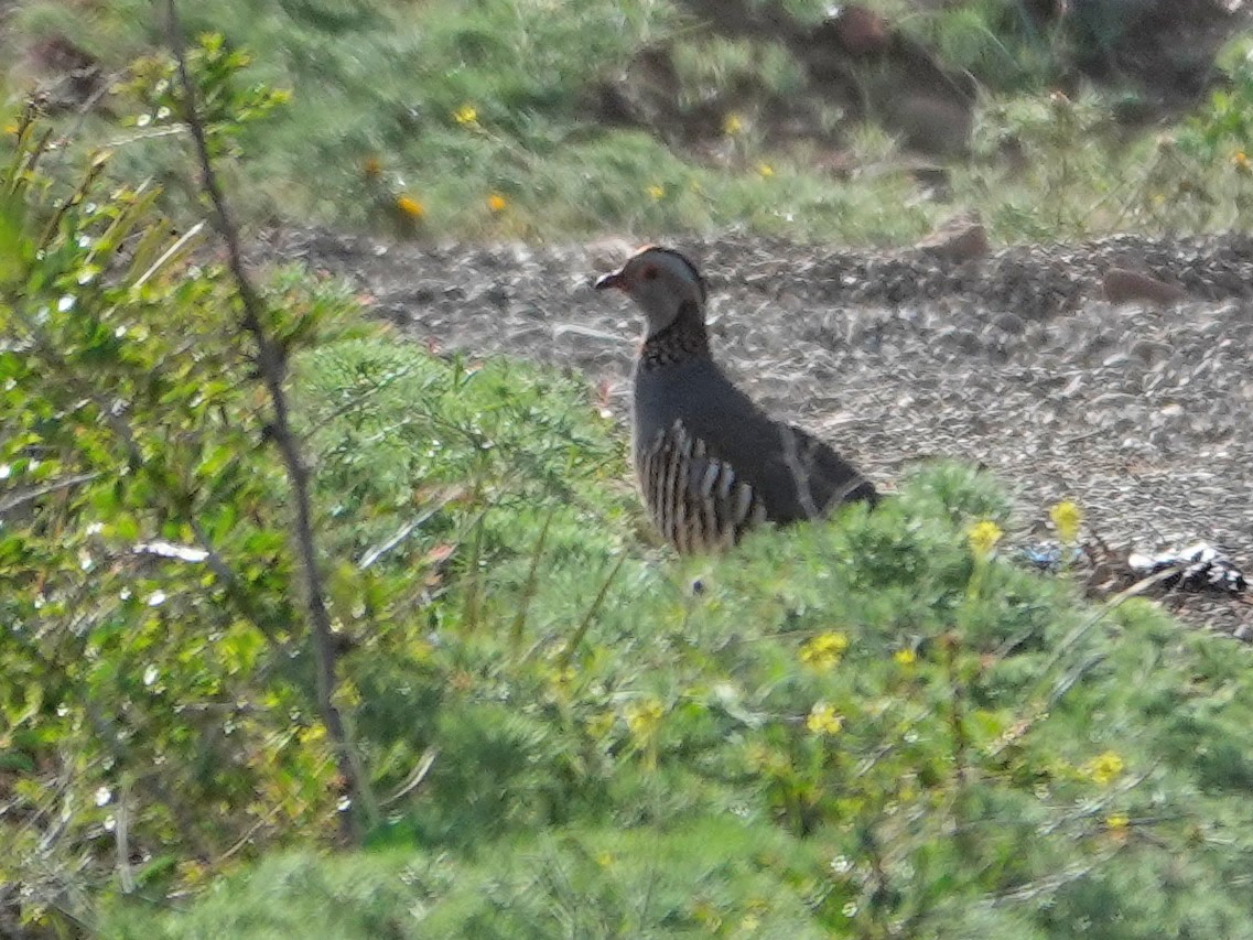 Barbary Partridge - ML637990483