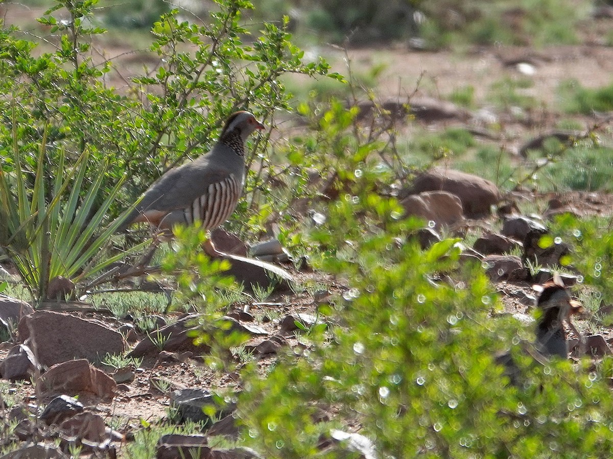Barbary Partridge - ML637990484