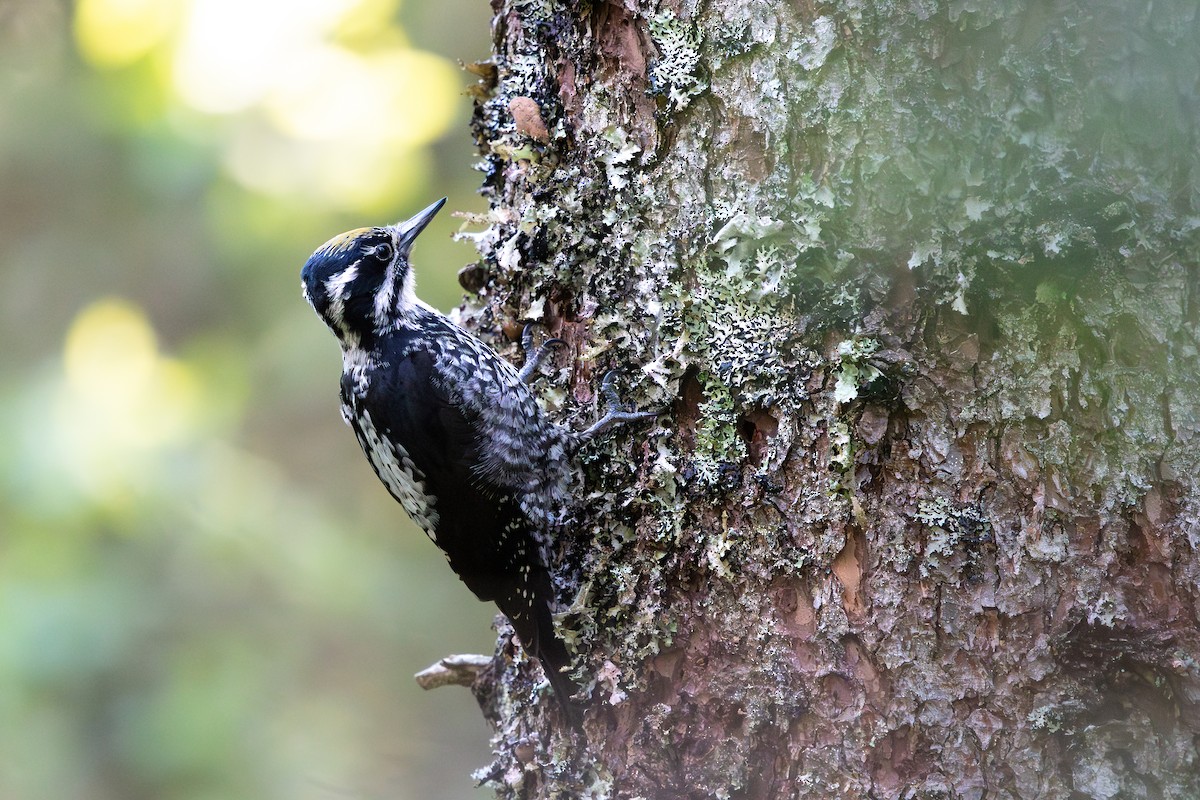 Eurasian Three-toed Woodpecker - ML637990512