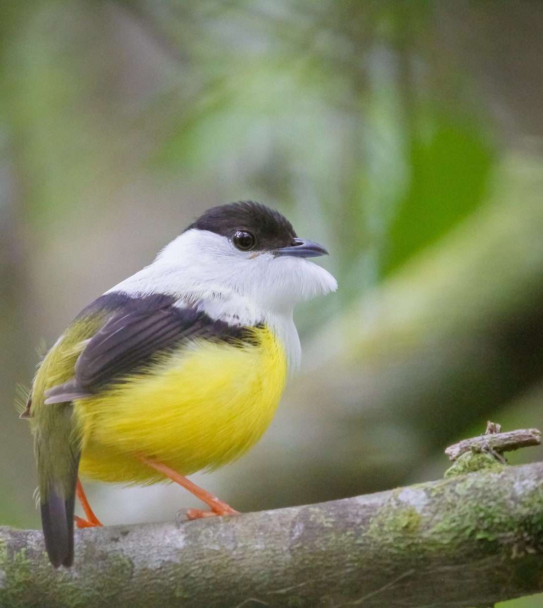 White-collared Manakin - ML637990555