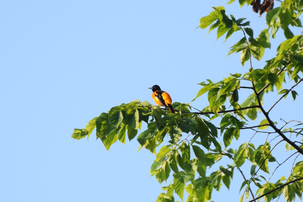 Baltimore Oriole - ML637990566