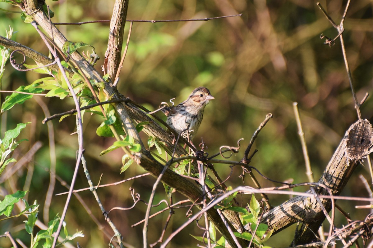 Song Sparrow - ML637990581