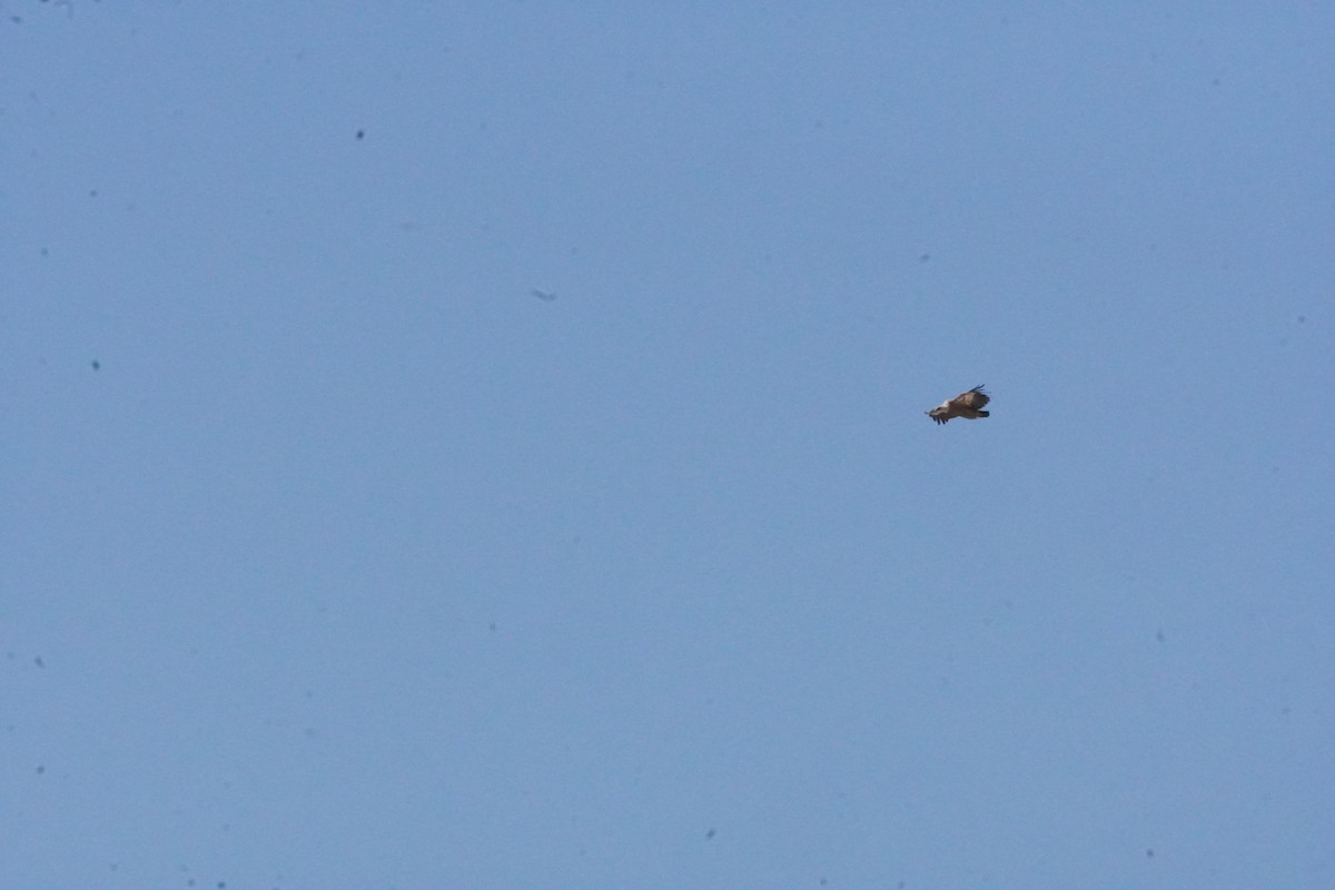 Eurasian Griffon - ML637990586