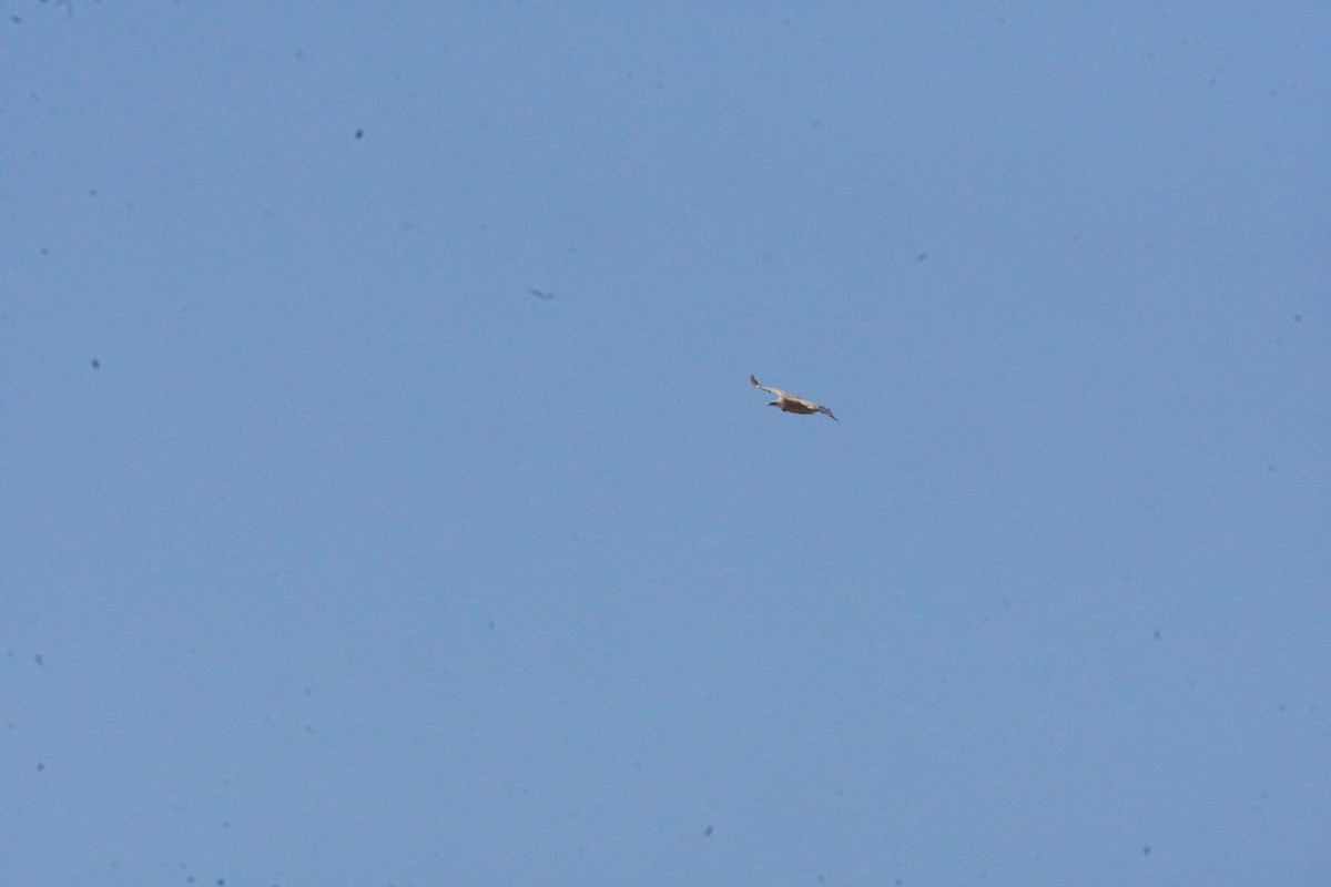 Eurasian Griffon - ML637990589