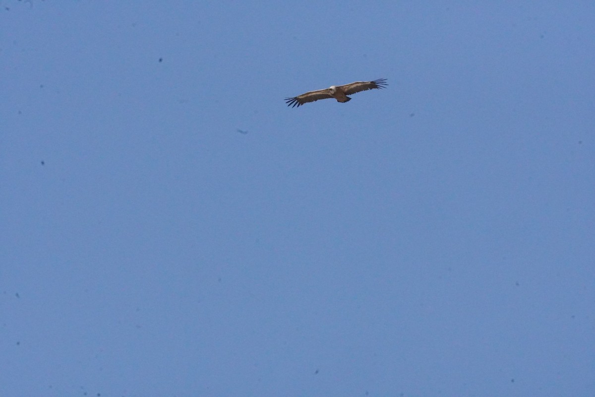 Eurasian Griffon - ML637990590