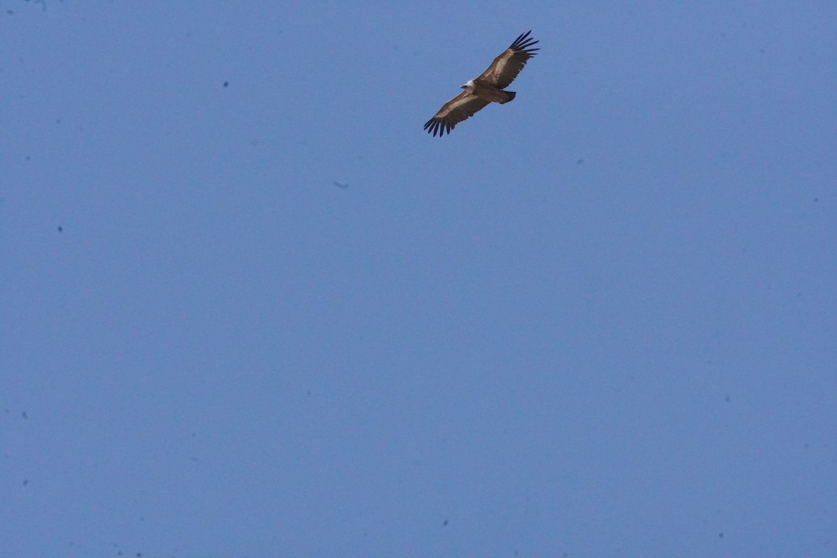 Eurasian Griffon - ML637990591
