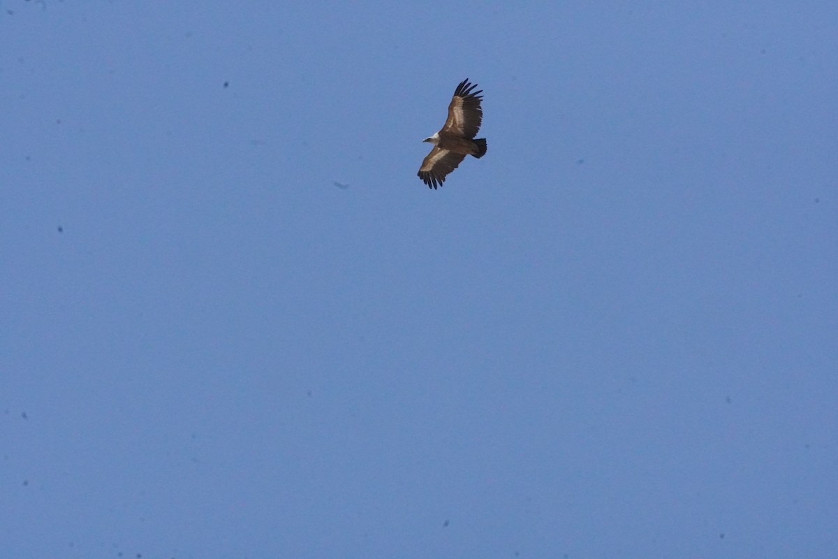 Eurasian Griffon - ML637990592