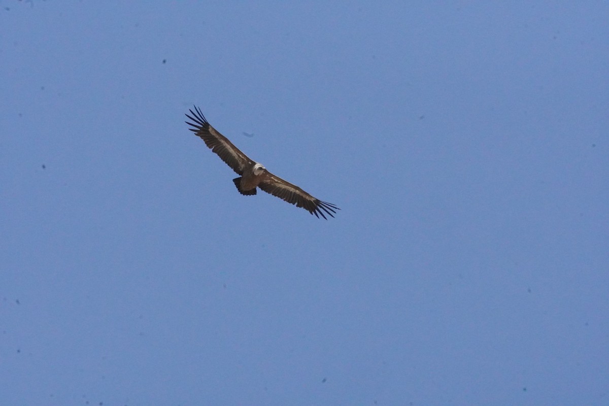 Eurasian Griffon - ML637990594