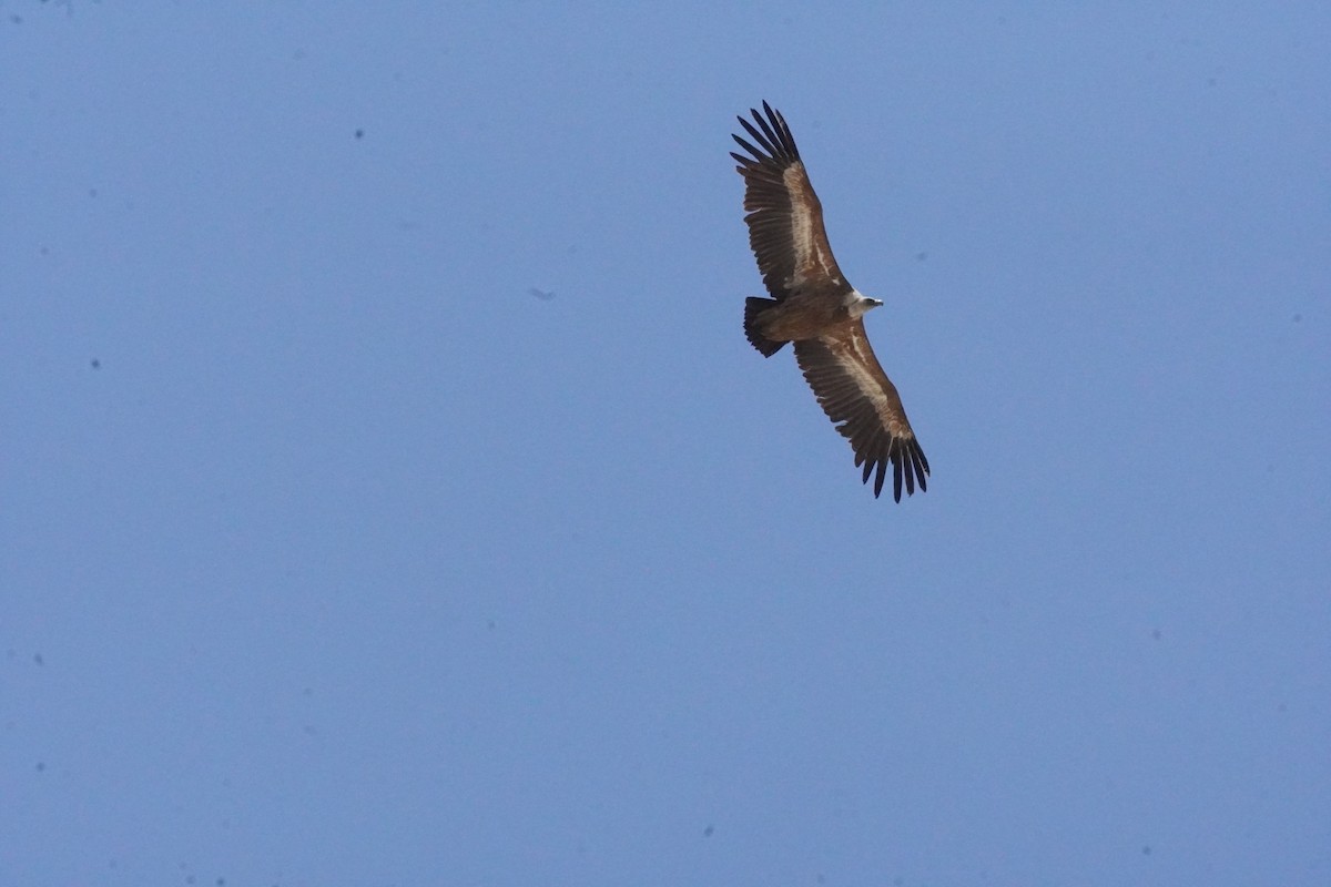 Eurasian Griffon - ML637990595