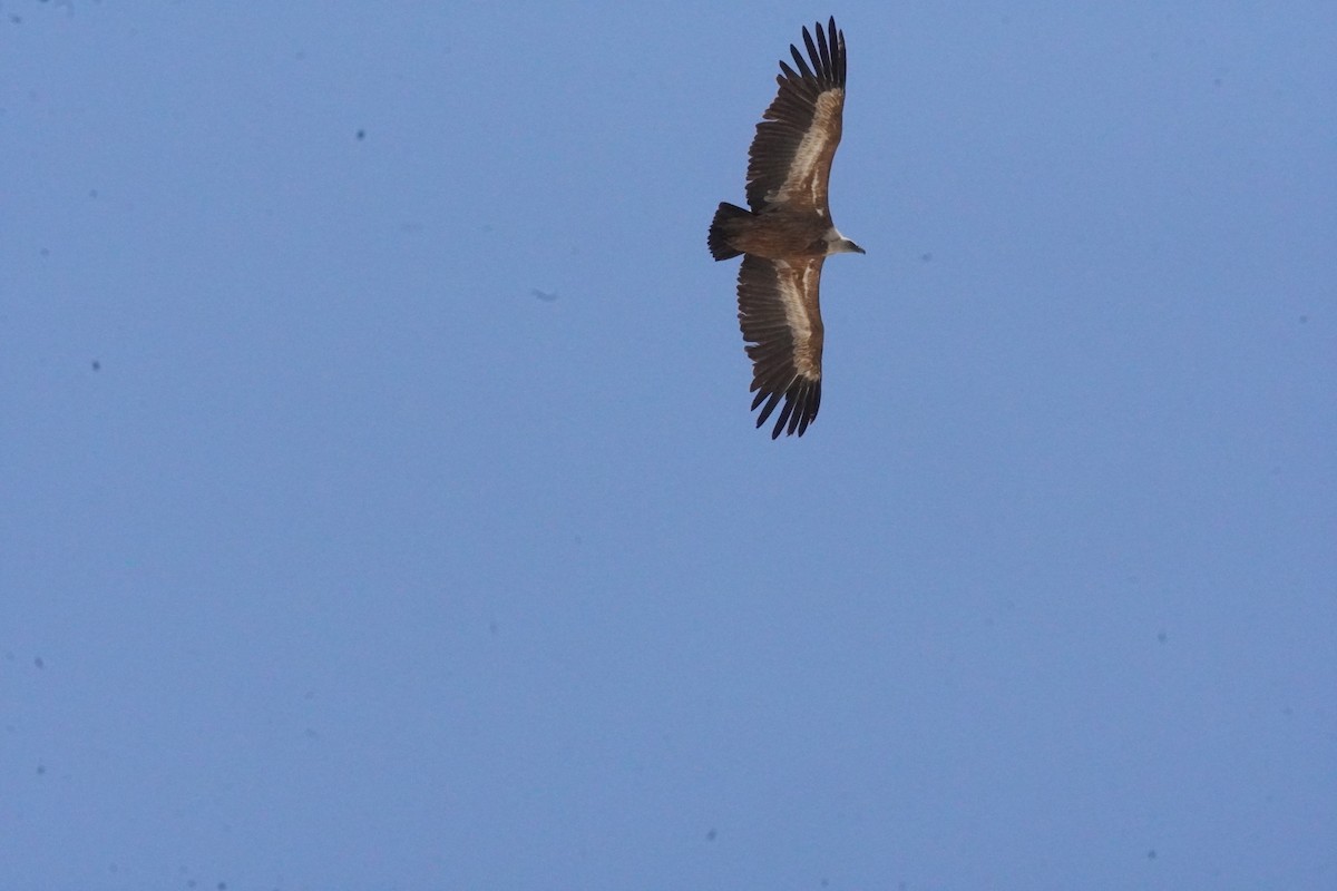 Eurasian Griffon - ML637990596