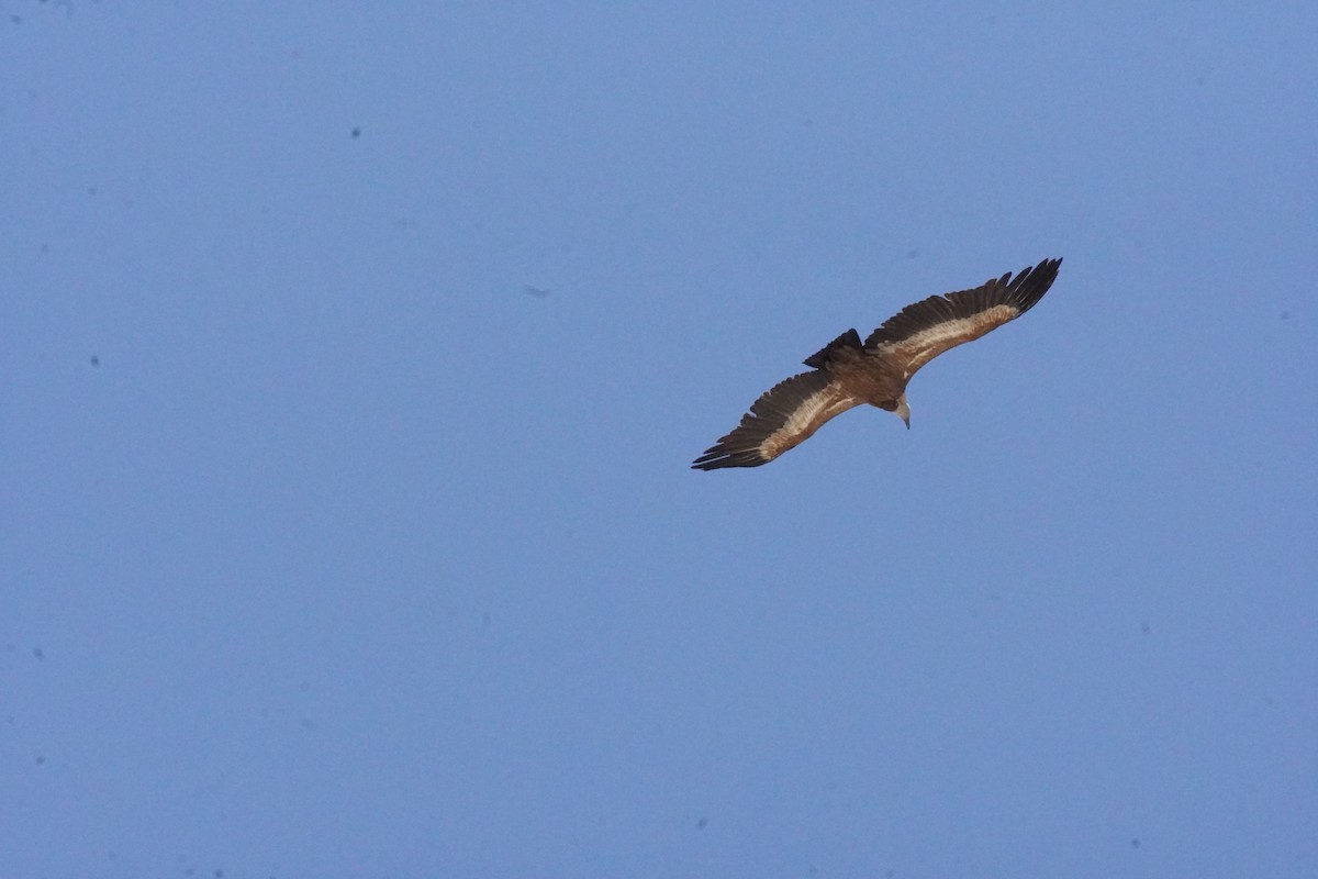 Eurasian Griffon - ML637990597