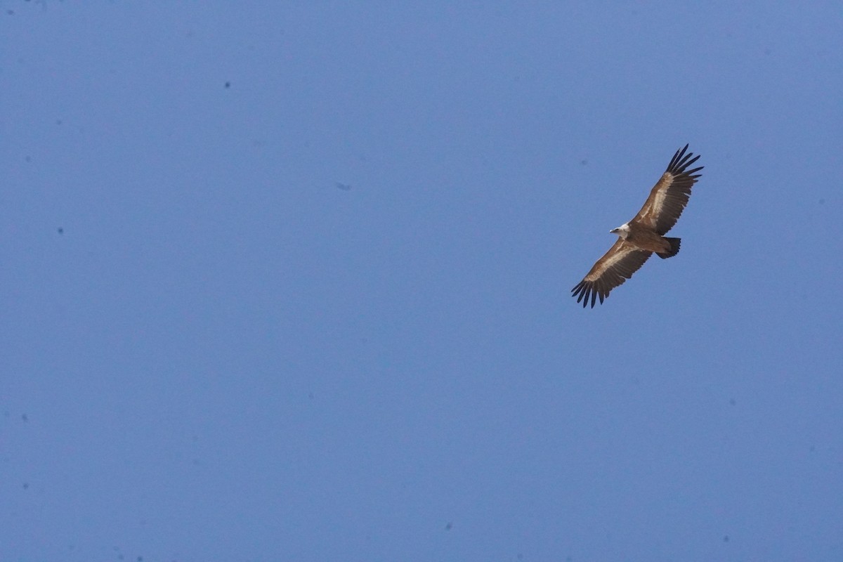 Eurasian Griffon - ML637990598