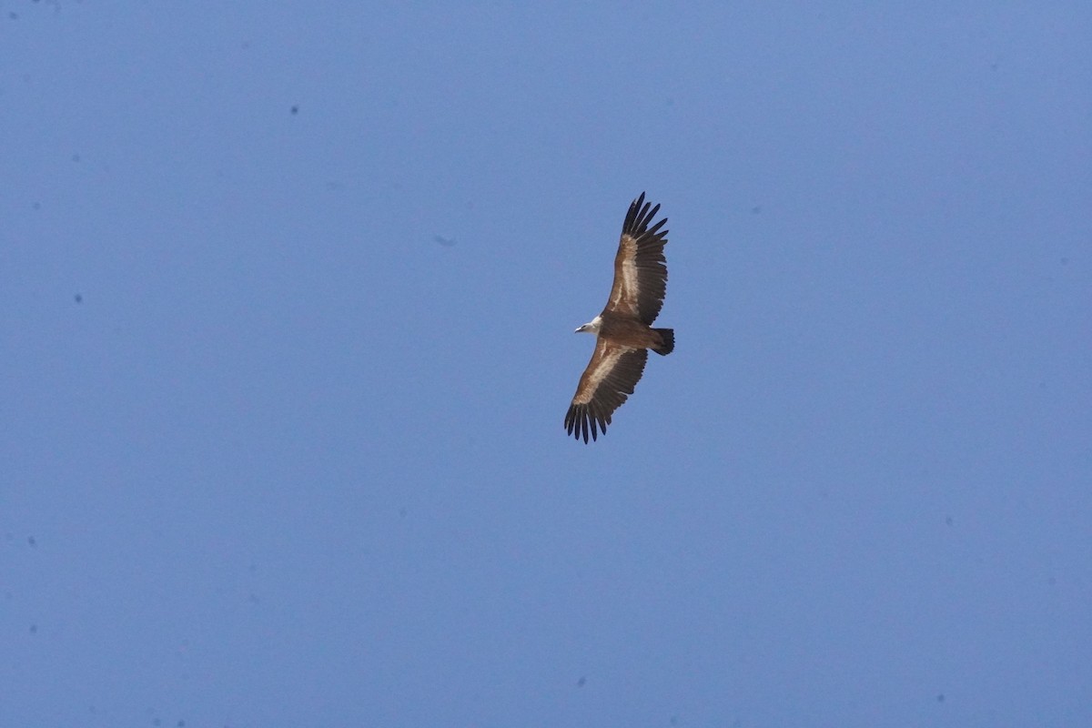 Eurasian Griffon - ML637990599