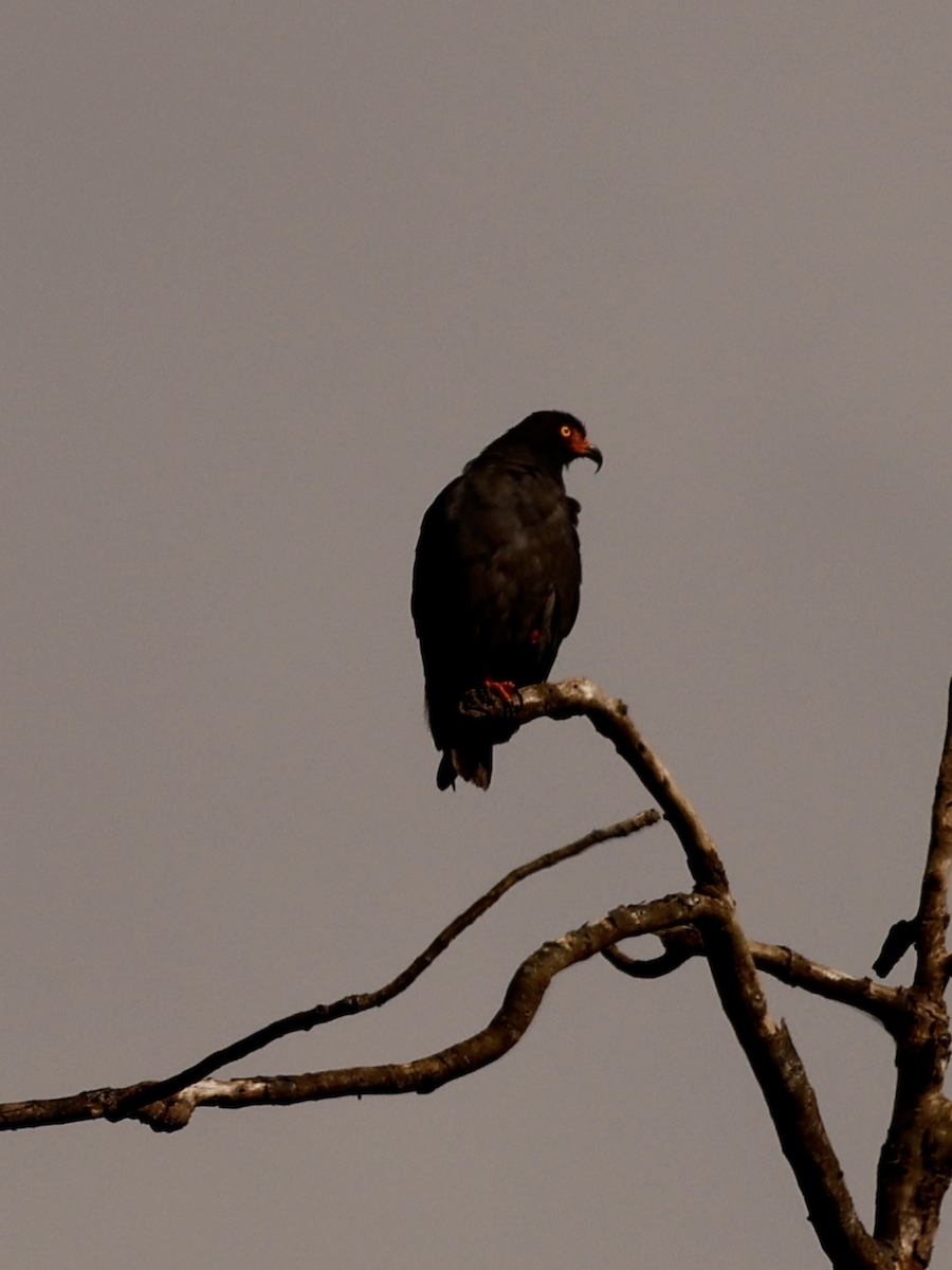 Hook-billed Kite - ML637990610
