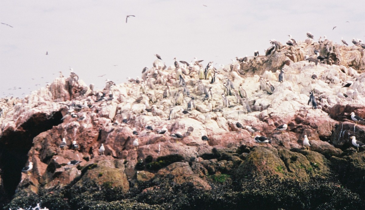 Humboldt Penguin - ML637990615