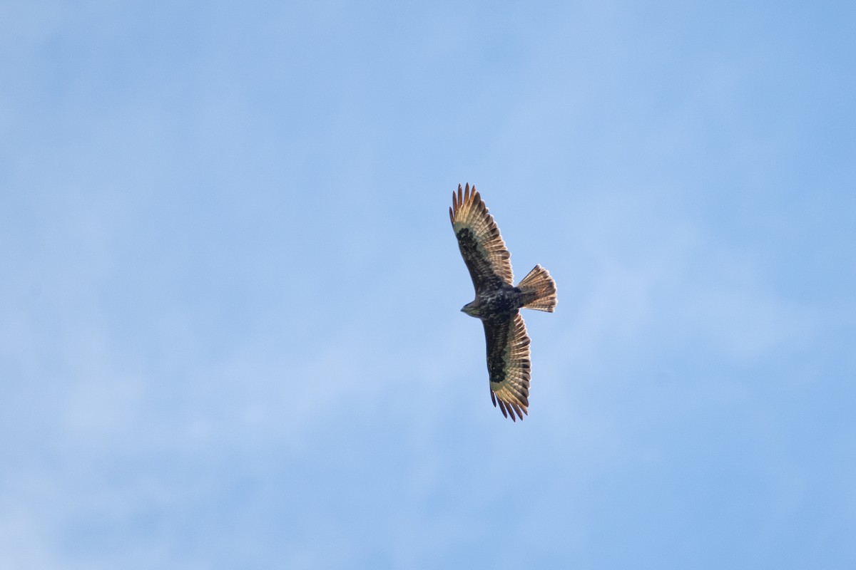 Common Buzzard (Steppe) - ML637990630