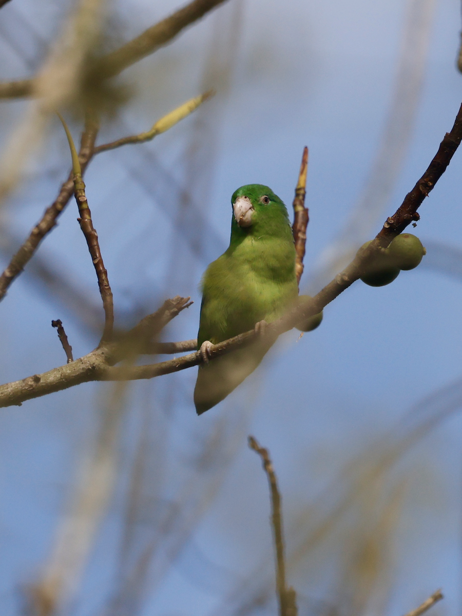 Riparian Parrotlet - ML637990639