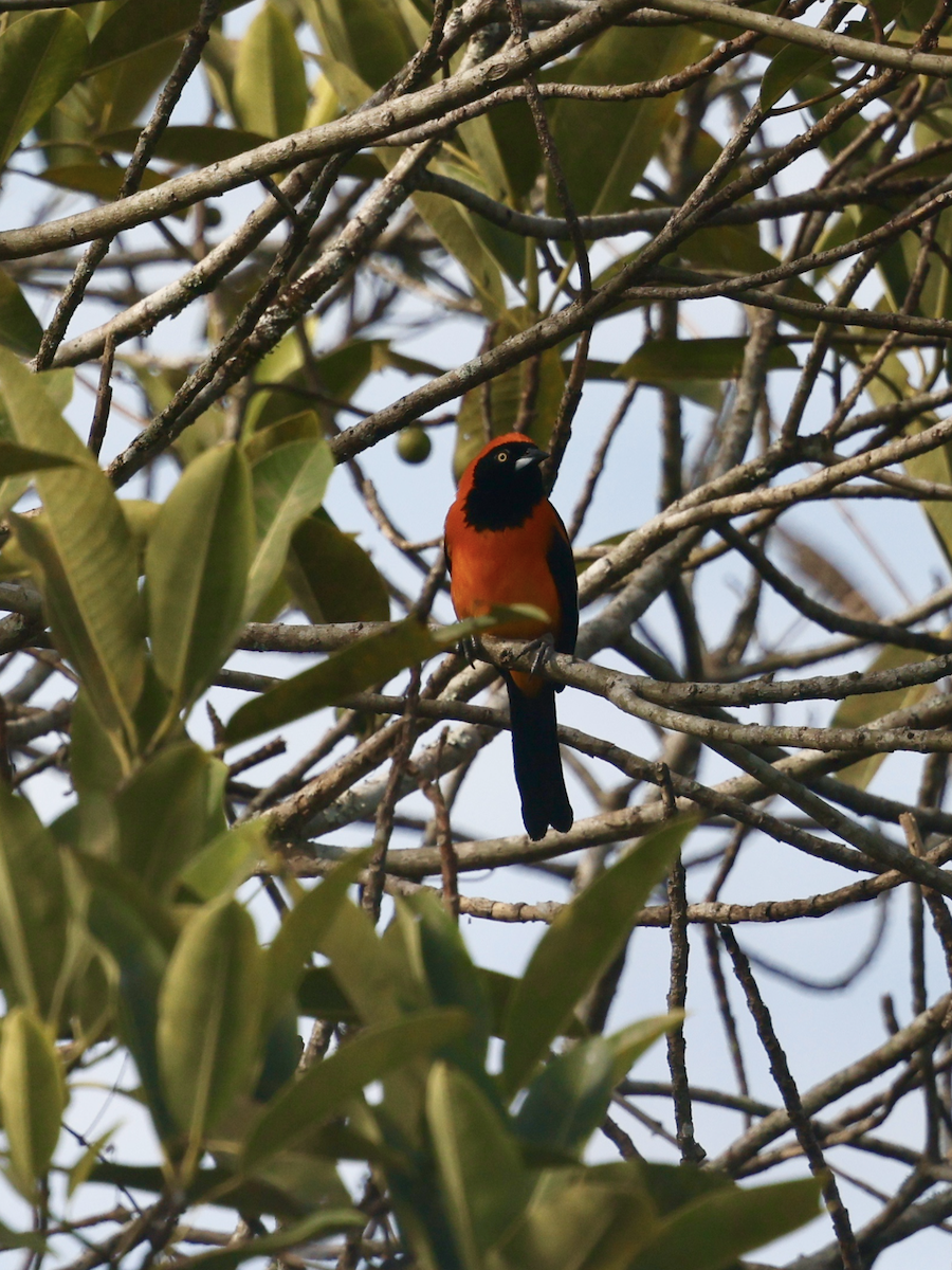 Orange-backed Troupial - ML637990664
